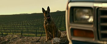 Movie still from “Dog” (2022), directed by Reid Carolin – A dog sitting on top of a dirt field; Close Up shot, Low angle