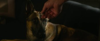 Movie still from “Dog” (2022), directed by Reid Carolin – A dog laying on the ground with a person touching its head; Extreme Close Up shot, High angle