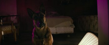 Movie still from “Dog” (2022), directed by Reid Carolin – A dog sitting in a dark room; Close Up shot, High angle