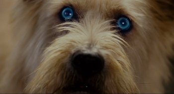 Movie still from “Forgetting Sarah Marshall” (2008), directed by Nicholas Stoller – The eyes of a dog with blue eyes; Extreme Close Up shot, High angle