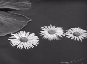Movie still from “Frankenstein” (1931), directed by James Whale – Three daisies floating on top of a body of water; Extreme Close Up shot, Overhead angle