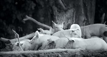 A group of pigs laying on top of a pile of dirt