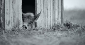 An animal that is laying down in the dirt