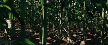 Movie still from “Goodnight Mommy” (2014), directed by Severin Fiala – A field of corn plants; Extreme Wide shot, High angle