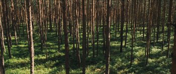 Movie still from “Goodnight Mommy” (2014), directed by Severin Fiala – A wooded area with a lot of trees in it; Extreme Wide shot, High angle