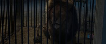 Movie still from “Greed” (2019), directed by Michael Winterbottom – A lion sitting in a caged area next to a rope hanging from a pole; Medium shot, Low angle