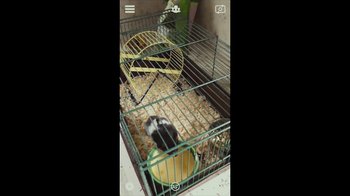 Movie still from “Happy End” (2017), directed by Michael Haneke – A hamster in a cage eating food from a bowl; Extreme Close Up shot, Overhead angle