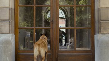 Movie still from “Happy End” (2017), directed by Michael Haneke – A dog standing in front of an open door; Wide shot, Over the shoulder angle