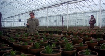 Movie still from “Harold and Maude” (1971), directed by Hal Ashby – A woman standing in front of a lot of potted plants; Wide shot, High angle