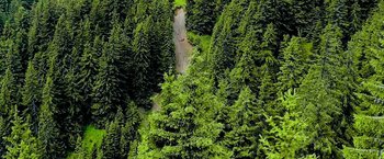 Movie still from “Imperium” (2016), directed by Daniel Ragussis – A view from above of a forest of trees and a dirt road; Extreme Wide shot, Overhead angle