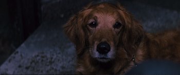 Movie still from “Jack Ryan: Shadow Recruit” (2014), directed by Kenneth Branagh – A dog's face in the dark; Close Up shot, High angle