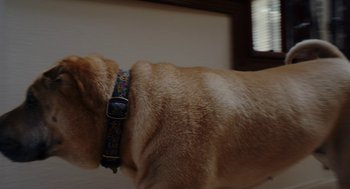 Movie still from “Krisha” (2015), directed by Trey Edward Shults – A dog wearing a dog collar; Extreme Close Up shot, High angle