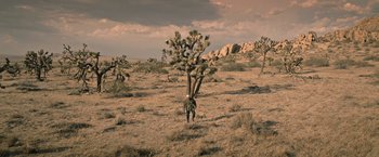 Movie still from “The Last Rampage” (2017), directed by Dwight H. Little – A person walking in the desert near a large tree; Extreme Wide shot, High angle