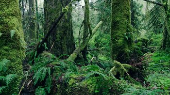 Movie still from “Leave No Trace” (2018), directed by Debra Granik – A lush green forest filled with trees and ferns; Extreme Wide shot, High angle