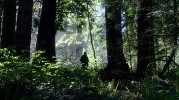 Movie still from “Leave No Trace” (2018), directed by Debra Granik – A person standing in the middle of a forest; Extreme Wide shot, Low angle