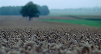 Movie still from “Lore” (2012), directed by Cate Shortland – View of a field with a tree in the background; Extreme Wide shot, High angle