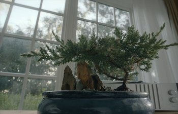 Movie still from “Marcel the Shell with Shoes On” (2021), directed by Dean Fleischer Camp – A bonsai tree in front of a large window; Wide shot, Low angle