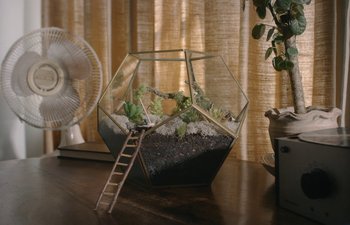 Movie still from “Marcel the Shell with Shoes On” (2021), directed by Dean Fleischer Camp – A glass terrarium on top of a wooden table; Wide shot, High angle