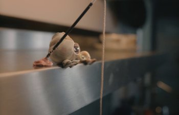 Movie still from “Marcel the Shell with Shoes On” (2021), directed by Dean Fleischer Camp – A frog is sitting on a ledge with a string; Extreme Close Up shot, High angle