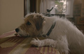 Movie still from “Marcel the Shell with Shoes On” (2021), directed by Dean Fleischer Camp – A dog laying on a couch with its head on a pillow; Close Up shot, High angle