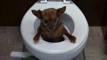 Movie still from “Meet the Fockers” (2004), directed by Jay Roach – A small brown dog sitting on top of a white toilet seat; Close Up shot, High angle