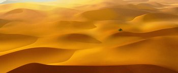 Movie still from “Mortdecai” (2015), directed by David Koepp – A tree in the middle of the desert; Extreme Wide shot, High angle