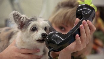 Movie still from “Pee-wee's Big Adventure” (1985), directed by Tim Burton – A person holding a phone to a dog's face; Close Up shot, High angle