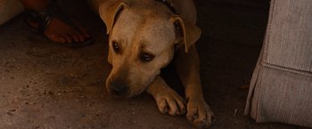 Movie still from “Spring Breakers” (2012), directed by Harmony Korine – A dog laying on the ground with its head on its paws; Extreme Close Up shot, High angle