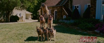 Movie still from “Talladega Nights: The Ballad of Ricky Bobby” (2006), directed by Adam McKay – A group of dogs standing in the grass near each other; Wide shot, Low angle