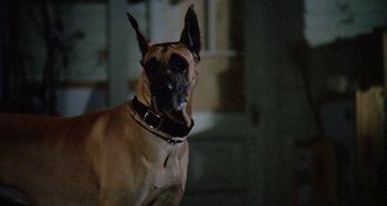Movie still from “The 'Burbs” (1989), directed by Joe Dante – A dog wearing a collar; Close Up shot, Low angle