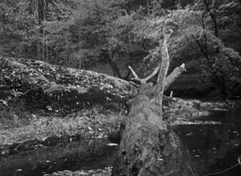 Movie still from “The Blair Witch Project” (1999), directed by Eduardo Sánchez – A tree trunk in the middle of a river; Extreme Wide shot, High angle
