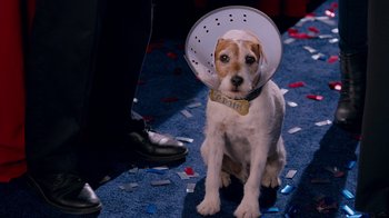 Movie still from “The Campaign” (2012), directed by Jay Roach – A dog with a cone on its head sitting on the ground; Medium shot, High angle