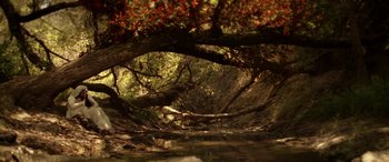Movie still from “The Curse of La Llorona” (2019), directed by Michael Chaves – A tree in the middle of a forest with a river; Extreme Wide shot, High angle