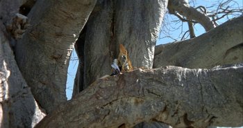 Movie still from “The Gods Must Be Crazy II” (1989), directed by Jamie Uys – A squirrel sitting on top of a tree branch; Extreme Wide shot, Low angle