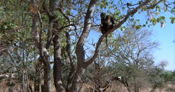 Movie still from “The Gods Must Be Crazy II” (1989), directed by Jamie Uys – A monkey sitting on a tree branch in the middle of a forest; Wide shot, Low angle