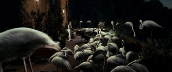 Movie still from “The Great Beauty” (2013), directed by Paolo Sorrentino – A group of flamingos are gathered in a courtyard; Wide shot, High angle