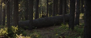 Movie still from “Prey” (2022), directed by Dan Trachtenberg – Extreme Wide shot, Low angle