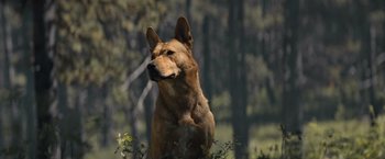 Movie still from “Prey” (2022), directed by Dan Trachtenberg – Close Up shot, Low angle