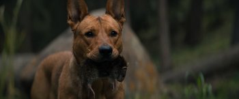 Movie still from “Prey” (2022), directed by Dan Trachtenberg – Extreme Close Up shot, High angle