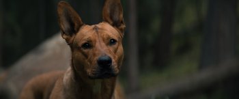 Movie still from “Prey” (2022), directed by Dan Trachtenberg – Extreme Close Up shot, High angle