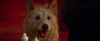 Movie still from “The Lake House” (2006), directed by Alejandro Agresti – A dog's face with its tongue hanging out; Close Up shot, High angle
