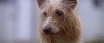 Movie still from “The Lake House” (2006), directed by Alejandro Agresti – A dog's face with a blurry background; Extreme Close Up shot, Over the shoulder angle