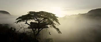 Movie still from “The Legend of Tarzan” (2016), directed by David Yates – The sun is setting behind a tree in the middle of the jungle; Extreme Wide shot, Low angle