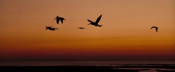 Movie still from “The Pelican Brief” (1993), directed by Alan J. Pakula – A flock of birds flying over a body of water at sunset; Extreme Wide shot, Low angle