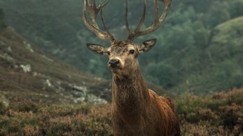 Movie still from “The Queen” (2006), directed by Stephen Frears – A large deer with large antlers standing in a field; Medium shot, Low angle