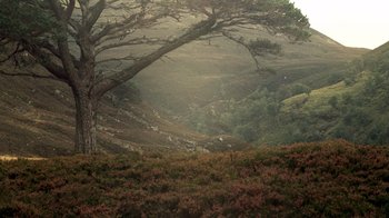 Movie still from “The Queen” (2006), directed by Stephen Frears – A tree in the middle of a field with mountains in the background; Extreme Wide shot, Low angle