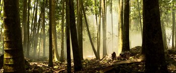 Movie still from “The Shallows” (2016), directed by Jaume Collet-Serra – The sun is shining through the trees in the woods; Extreme Wide shot, Low angle