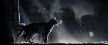 Movie still from “The Spirit” (2008), directed by Frank Miller – A black and white photo of a cat standing in the dark; Extreme Close Up shot, Low angle