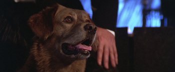 Movie still from “The Witches of Eastwick” (1987), directed by George Miller – A brown dog sitting in front of a person; Close Up shot, Low angle