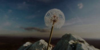 Movie still from “To the Stars” (2019), directed by Martha Stephens – A dandelion with a sky in the background; Extreme Close Up shot, Low angle